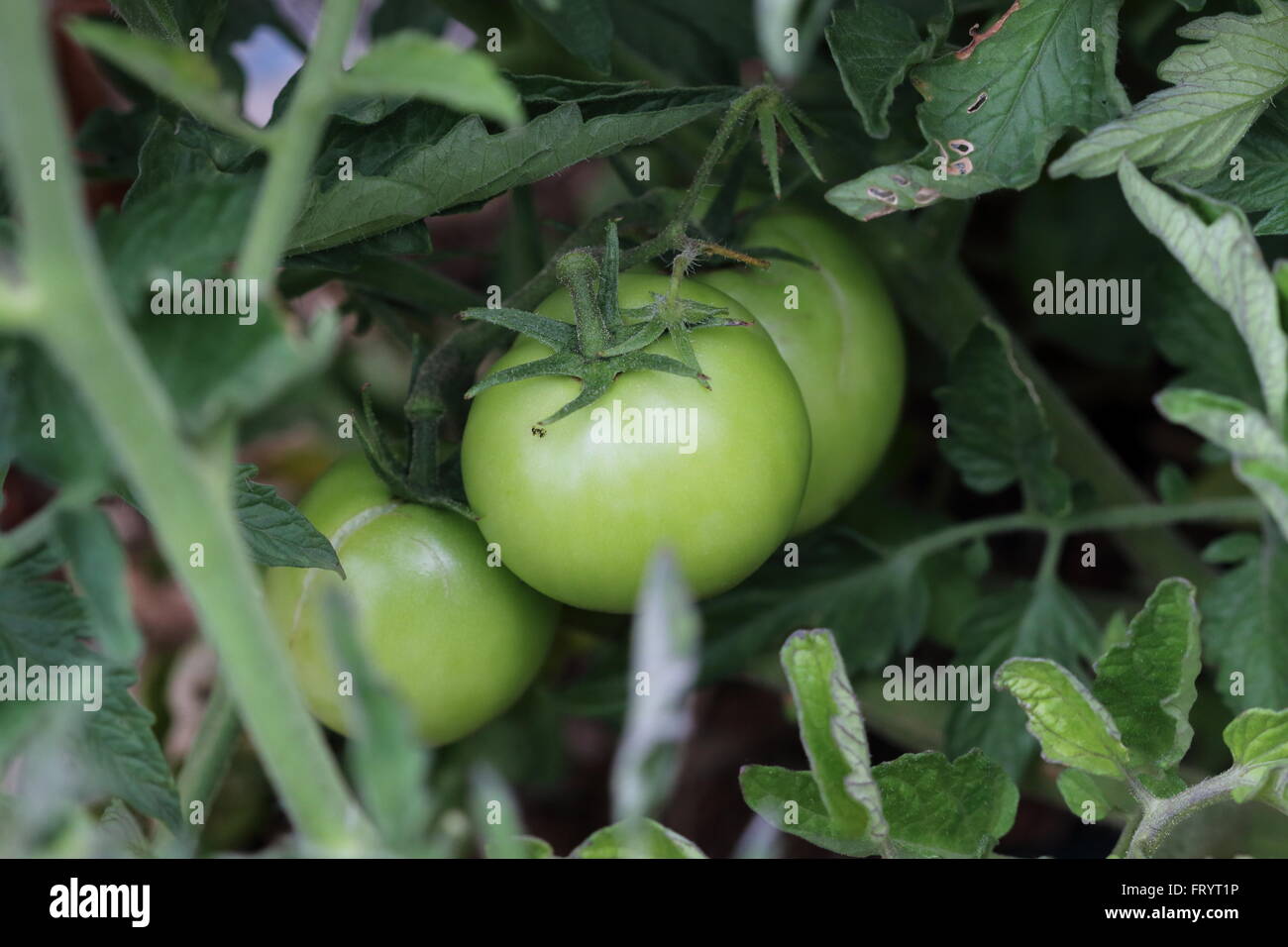 Les tomates non mûres sur l'arbre vine Banque D'Images