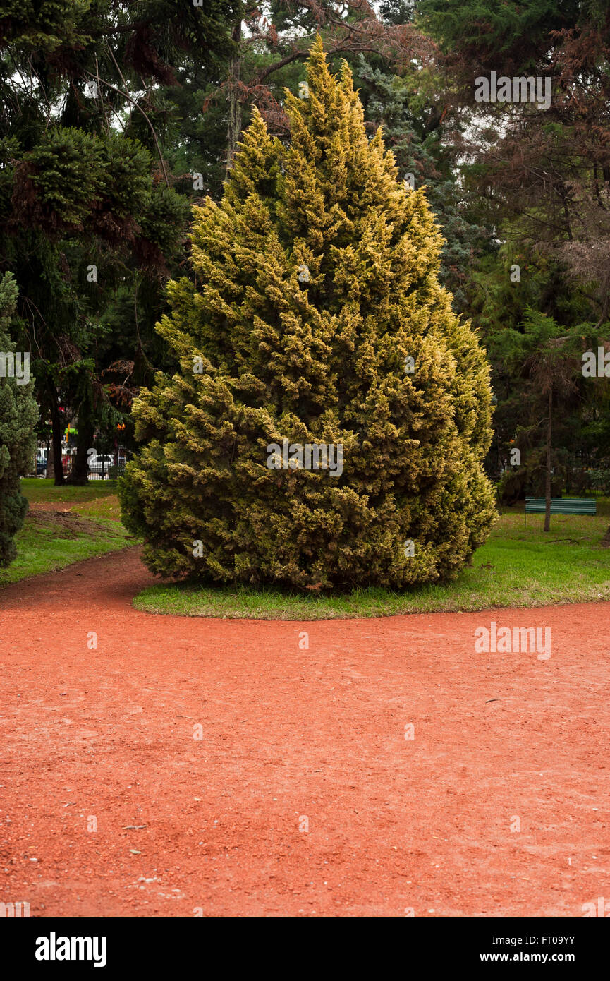 Jardin botanique, Buenos Aires Banque D'Images