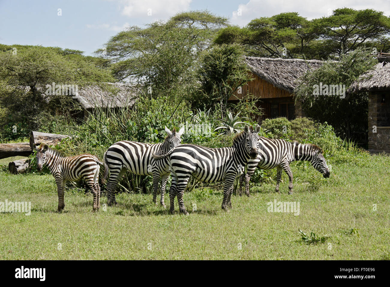 Le pâturage commun zèbres sur le Ndutu Safari Lodge, zone de conservation de Ngorongoro (Tanzanie), Ndutu Banque D'Images