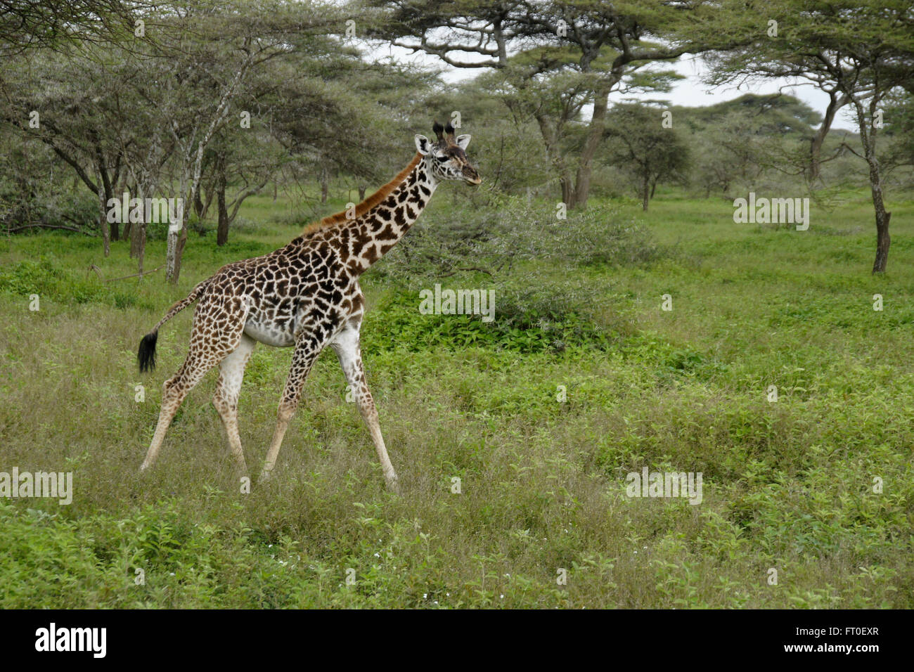 Les jeunes arbres d'acacia entre girafes Masai, zone de conservation de Ngorongoro (Tanzanie), Ndutu Banque D'Images
