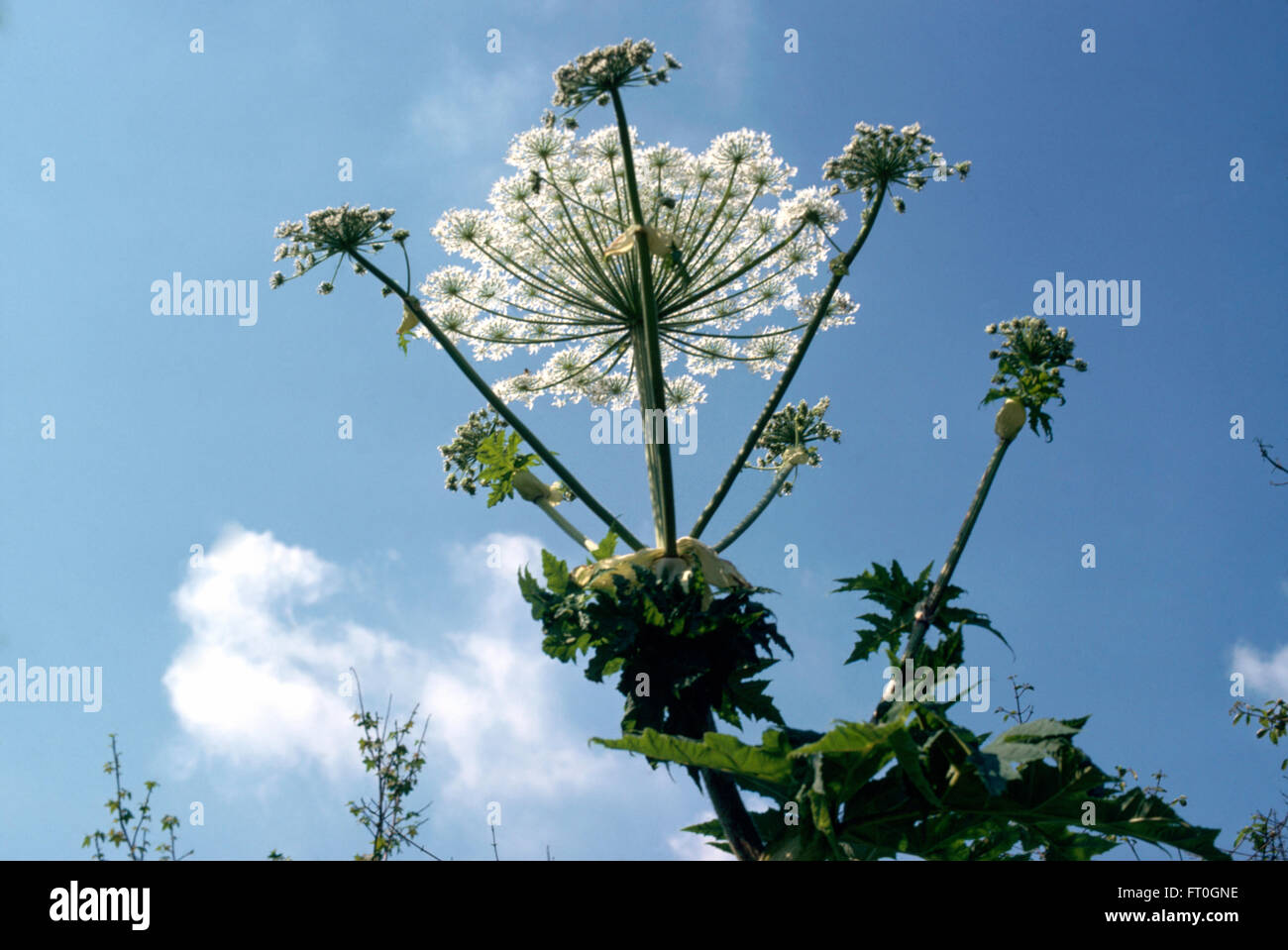 Close-up of cow parsley Banque D'Images