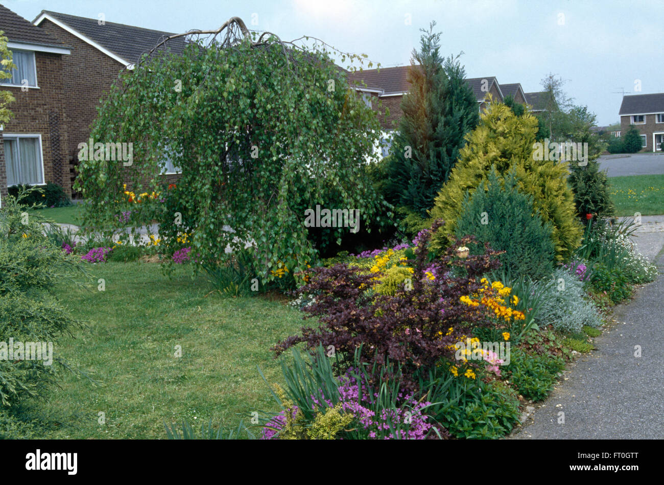 Les petits arbustes et vivaces colorées en bordure de pelouse à côté et bouleau pleureur devant jardin d'une maison années 70 Banque D'Images