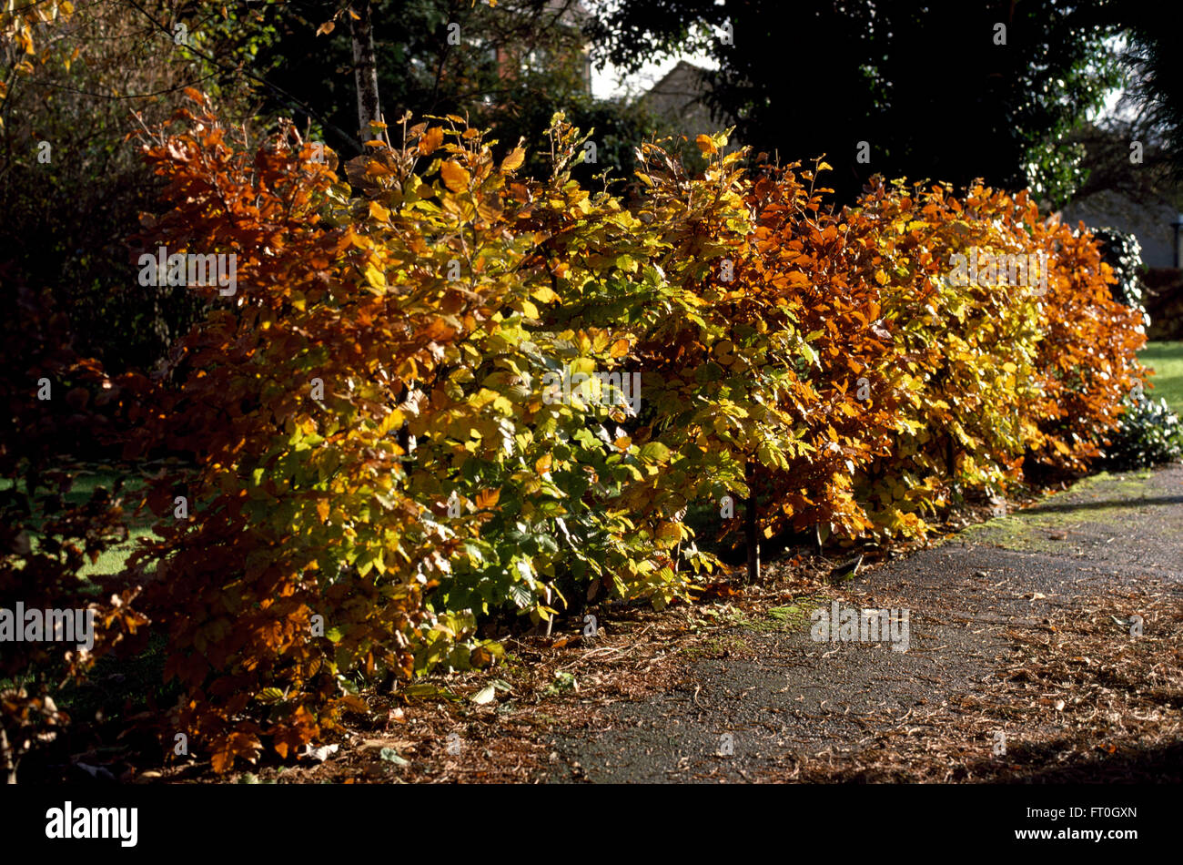 Vue d'une haie de hêtre en automne Banque D'Images