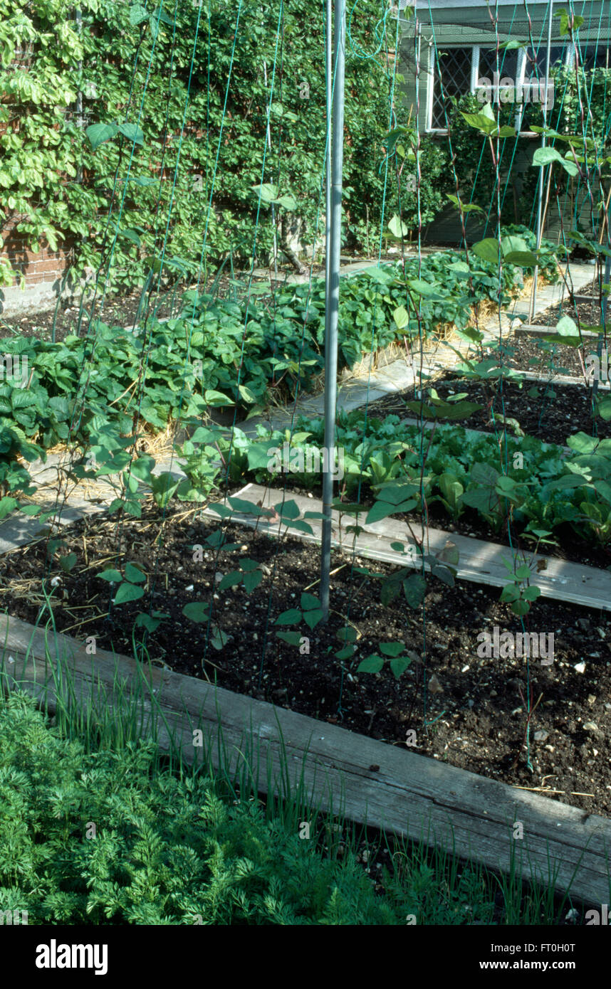 Traverses en bois séparant les rangées de légumes poussant dans un jardin potager Banque D'Images