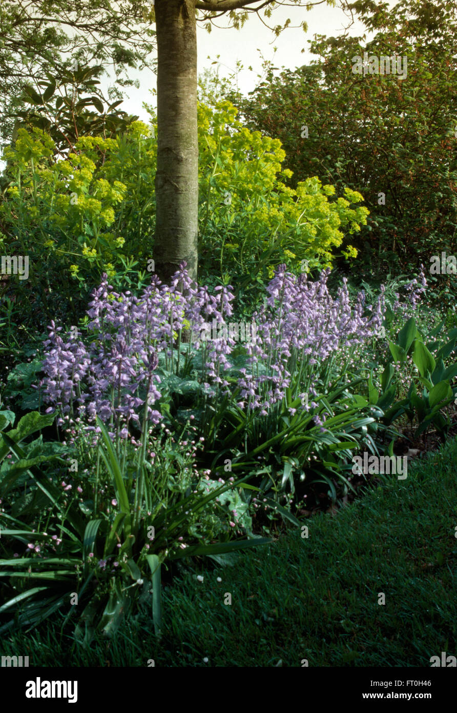 Fermer-p de jacinthes plantés au pied d'un petit arbre dans un printemps frontière avec un grand arbuste vert lime dans l'arrière-plan Banque D'Images