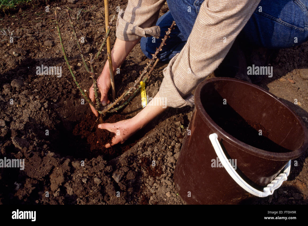 Close-up des mains la plantation d'une rose Banque D'Images