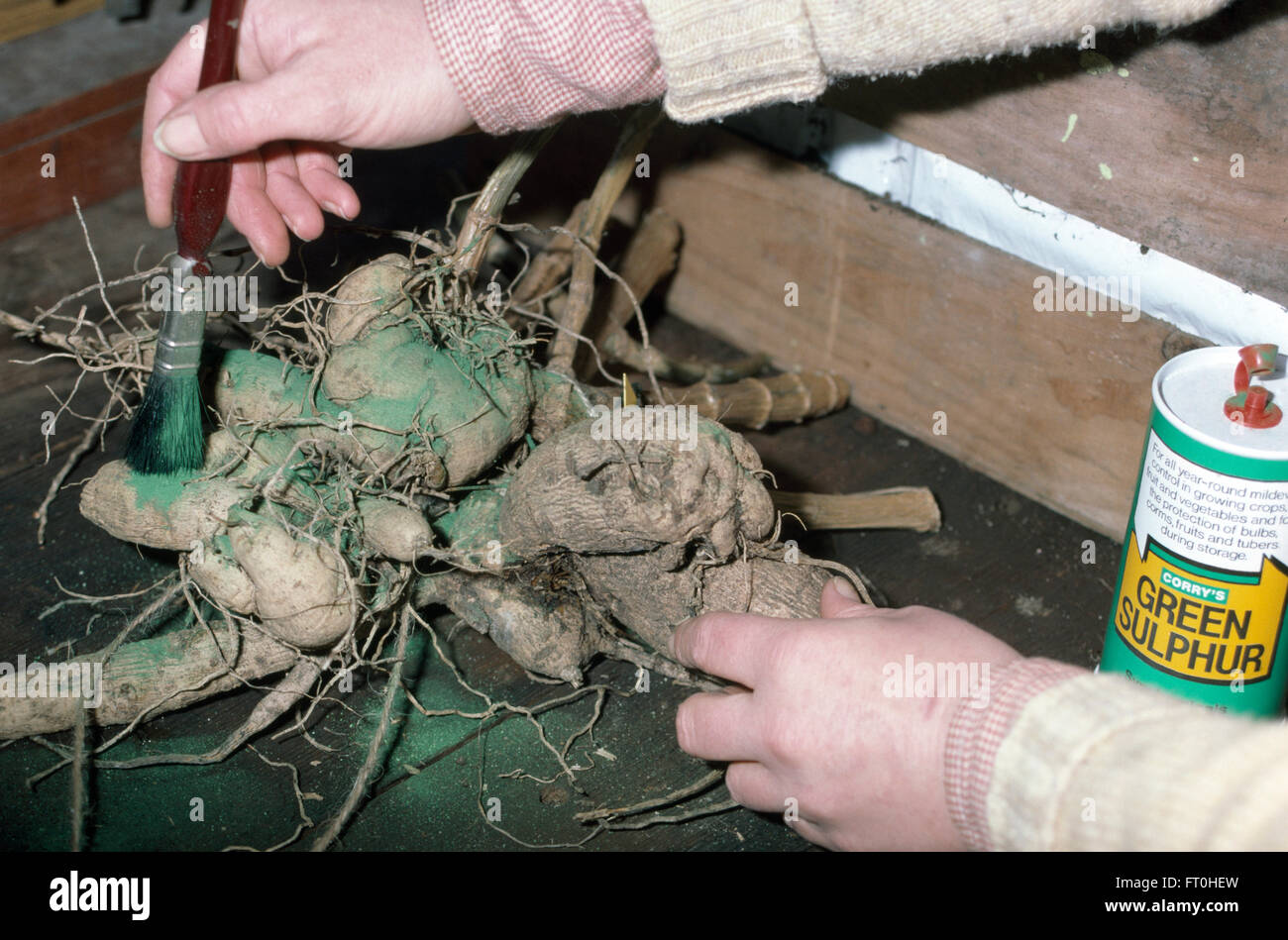 Close-up de la peinture sur les mains de soufre vert dahlia tubercules Banque D'Images