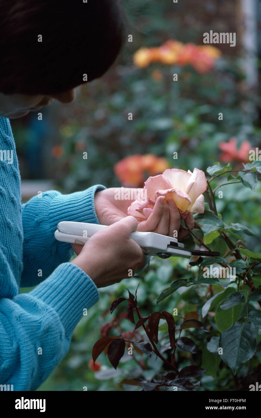 Close-up of mains vide une rose Banque D'Images