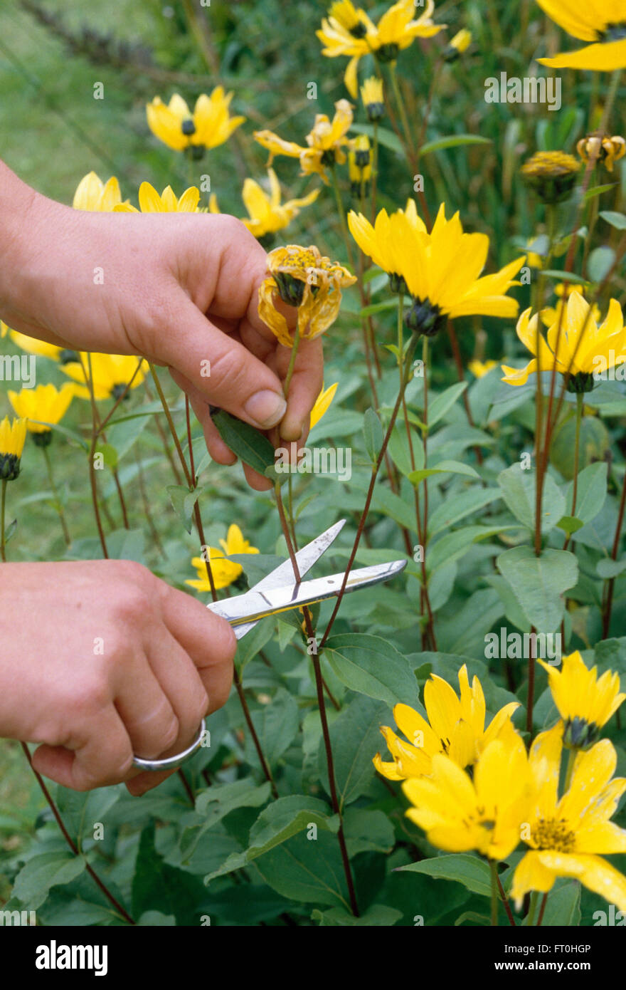 Close-up of mains vide rudbeckia Banque D'Images