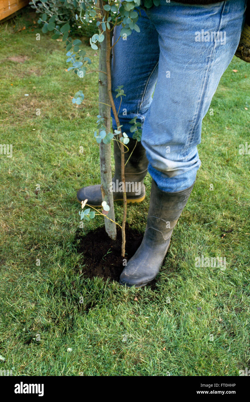 Close-up de l'homme terre horodatage après la plantation d'un petit arbre d'eucalyptus dans une pelouse pour un usage éditorial uniquement Banque D'Images