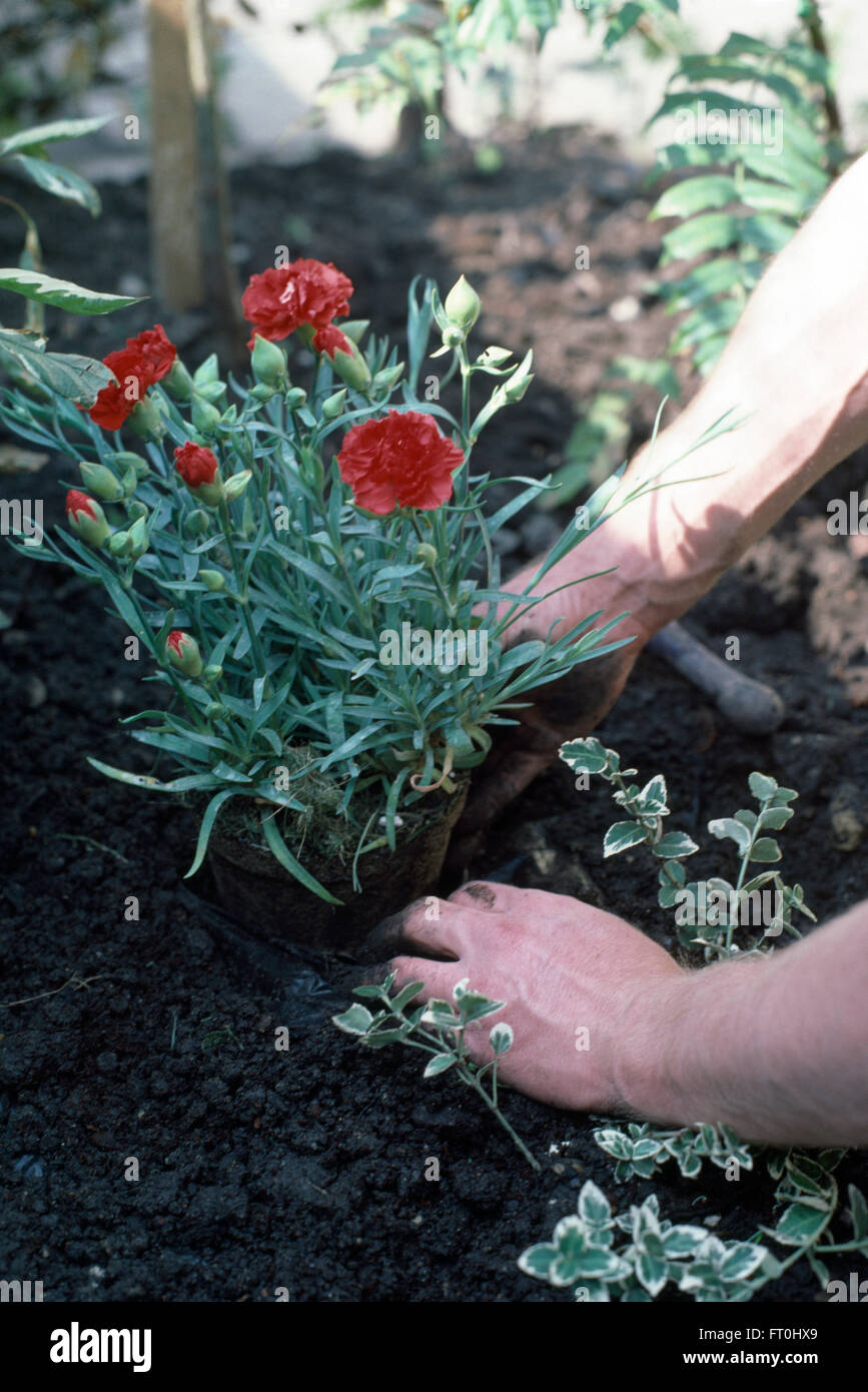 Close-up of a les mains du jardinier plantant un dianthus rouge Banque D'Images