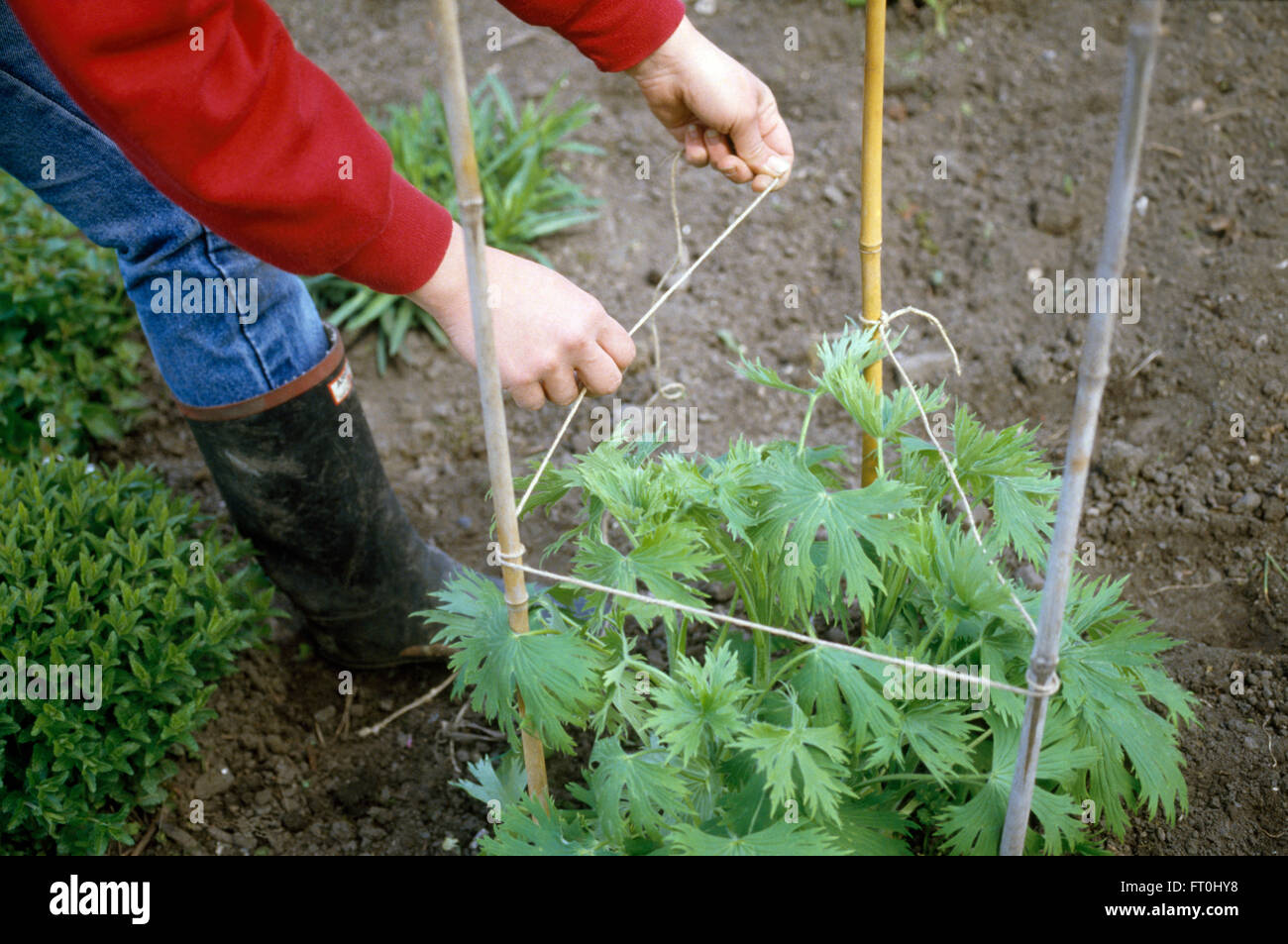 Close-up d'un jardinier dans un delphinium à cannes de bambou Banque D'Images