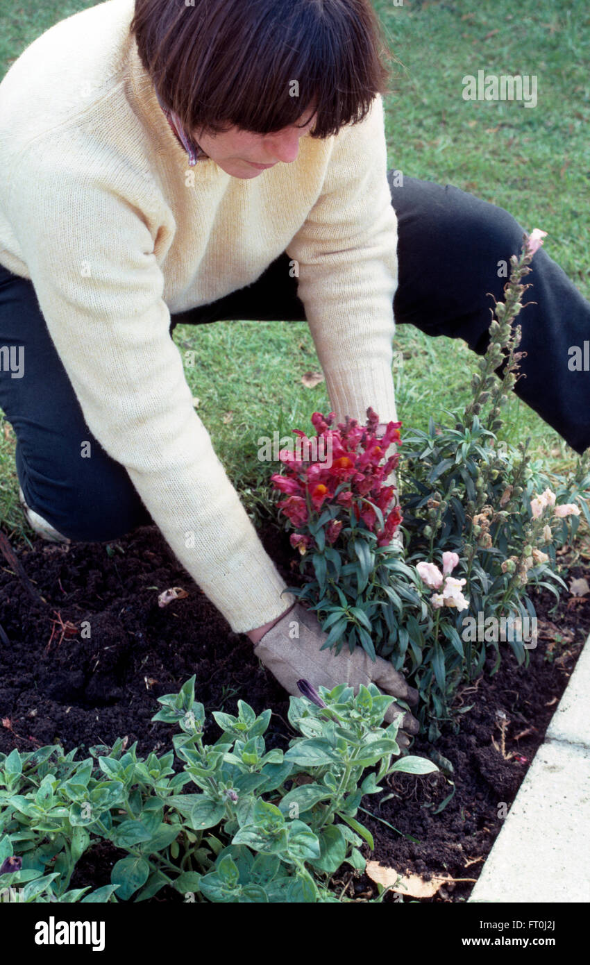 Close-up of a woman planting antirrhinums pour un usage éditorial uniquement Banque D'Images