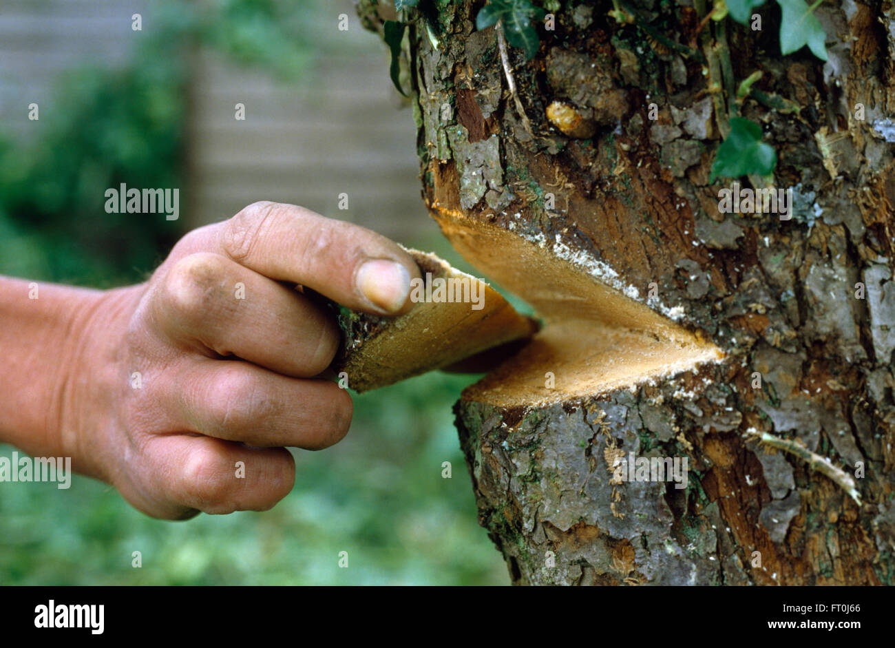 Close-up of a hand chipping out un petit arbre avant de couper vers le bas pour un usage éditorial uniquement Banque D'Images
