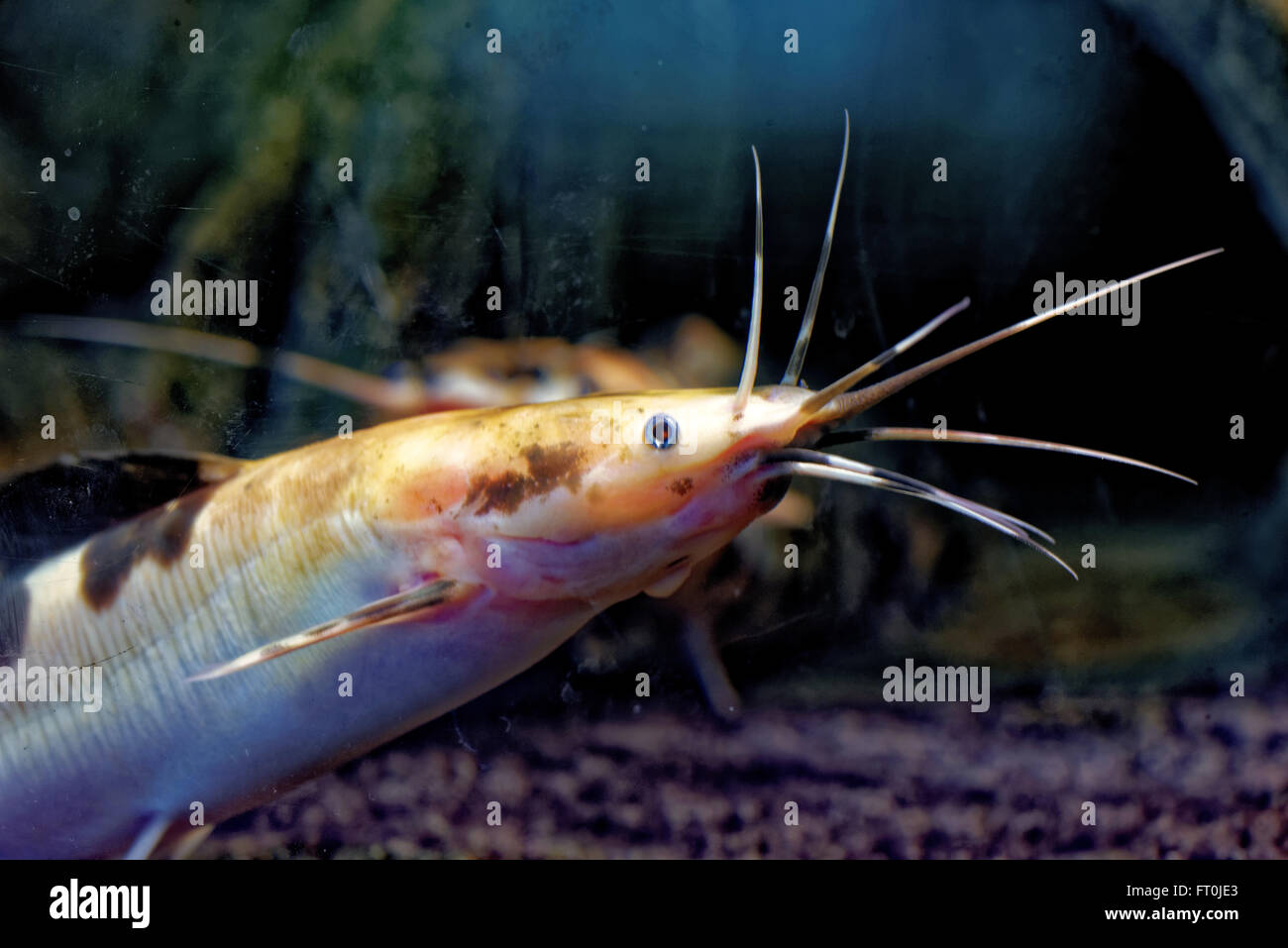 Le poisson-chat africain sharptooth est une espèce de la famille des Clariidae, les poissons-chats aérobie. Banque D'Images