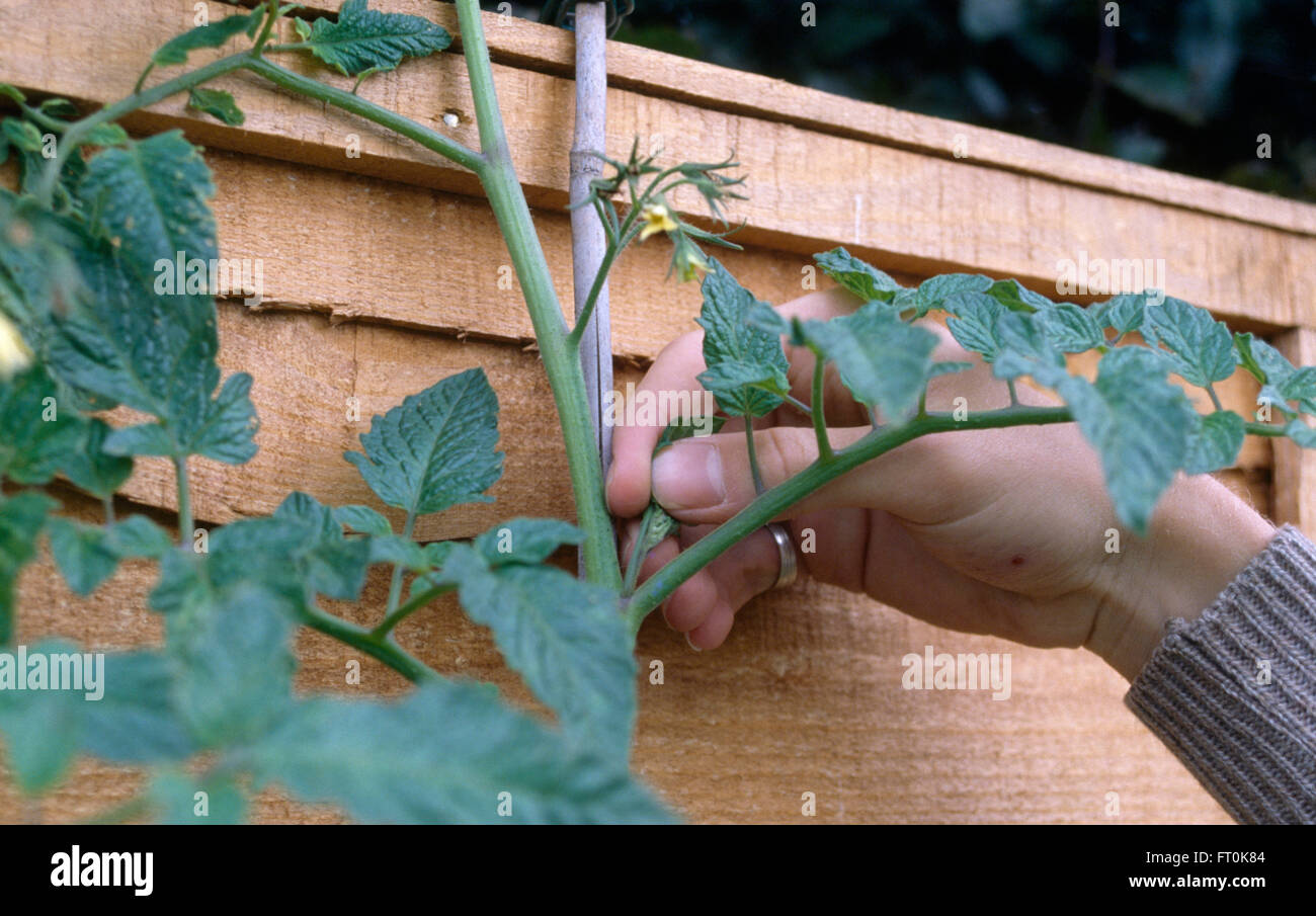Close-up de mains en pinçant les pousses d'un plant de tomate Banque D'Images