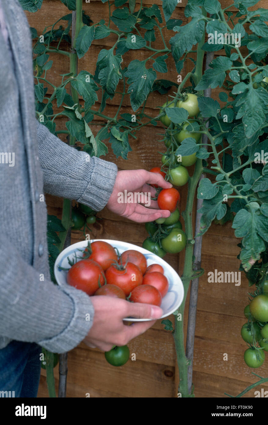 Close-up of a Woman picking tomates mûres Banque D'Images