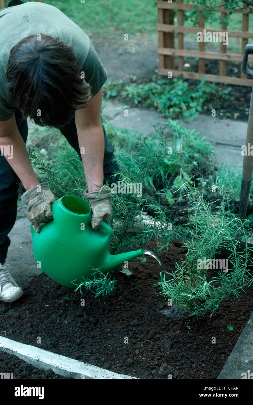 Woman watering dans romarin nouvellement plantées dans un nouveau lit d'herbes pour un usage éditorial uniquement Banque D'Images