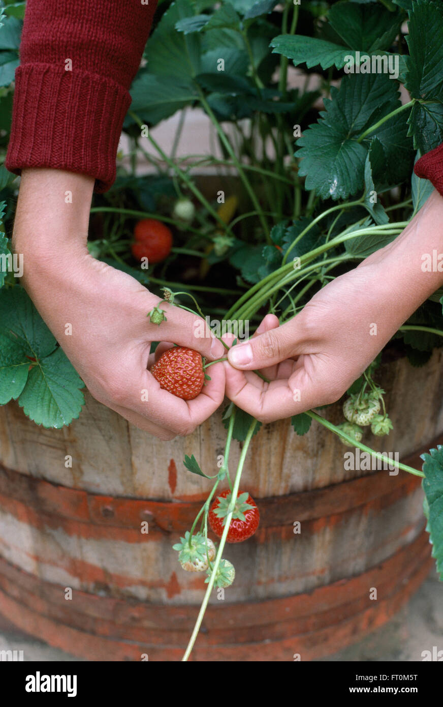 Close-up de la cueillette des fraises mains plantés dans un tonneau en bois Banque D'Images