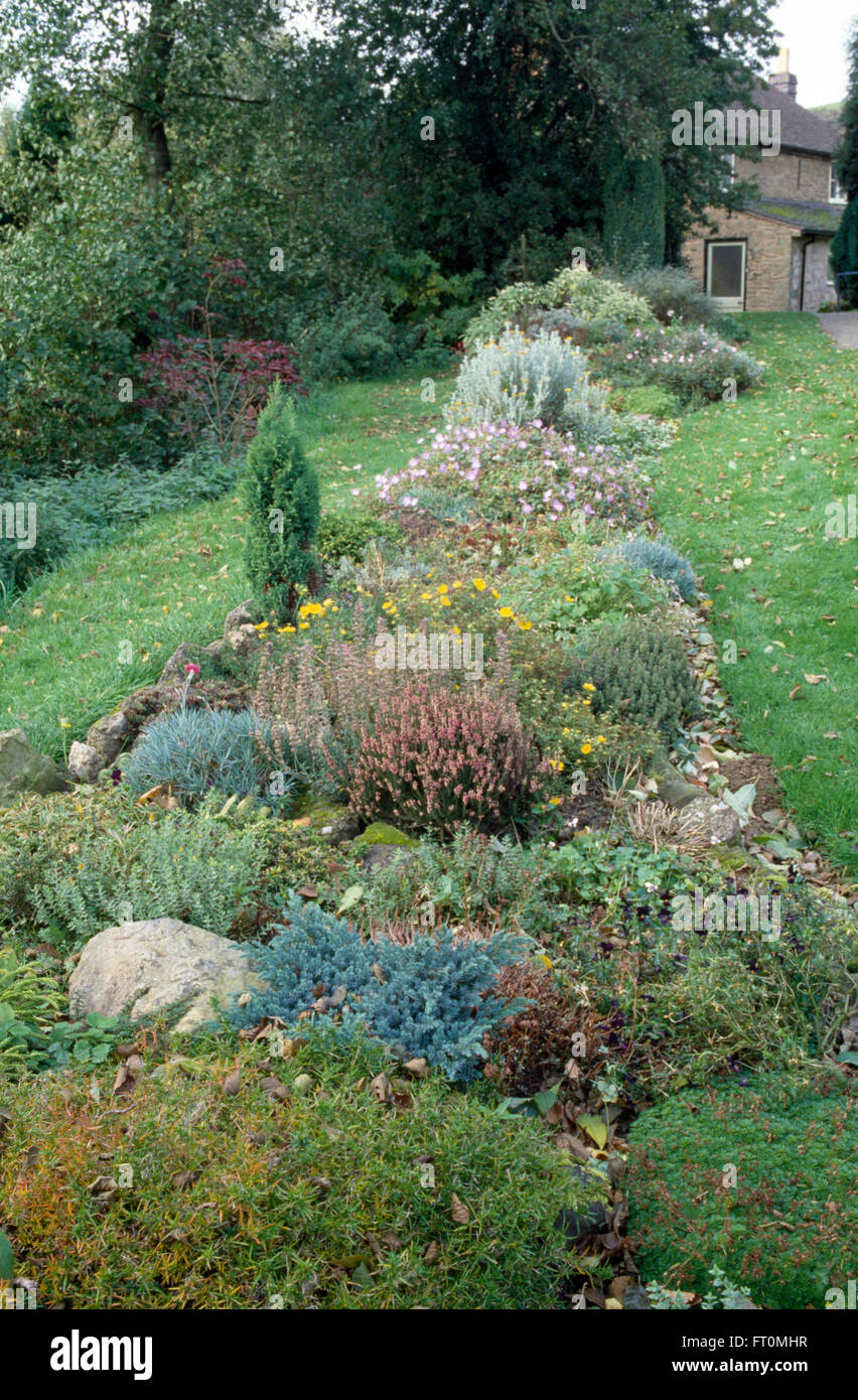 Les conifères à croissance lente et Heather dans une rocaille bien stocké dans un jardin à la frontière 70 Banque D'Images