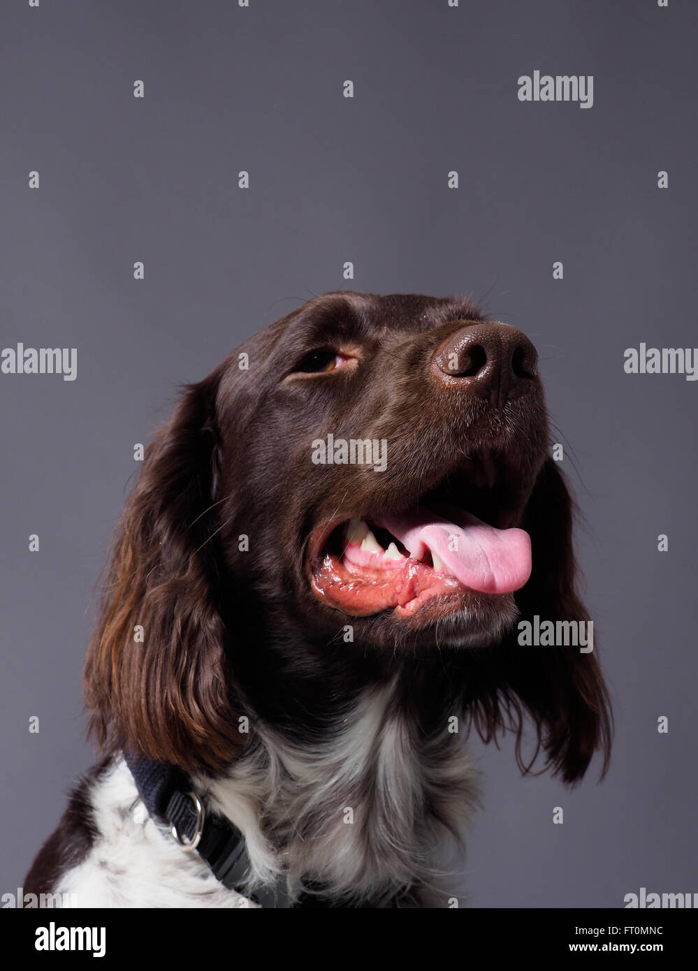 Portrait Dune Petite Race De Chien De Chasse Epagneul