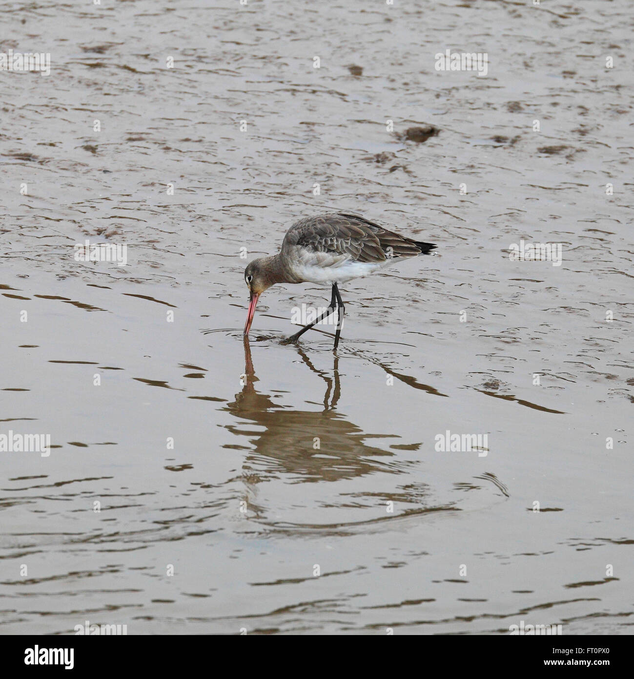 Barge à queue noire Limosa limosa dosage dans un ruisseau Muddy sur la côte de Norfolk. Banque D'Images