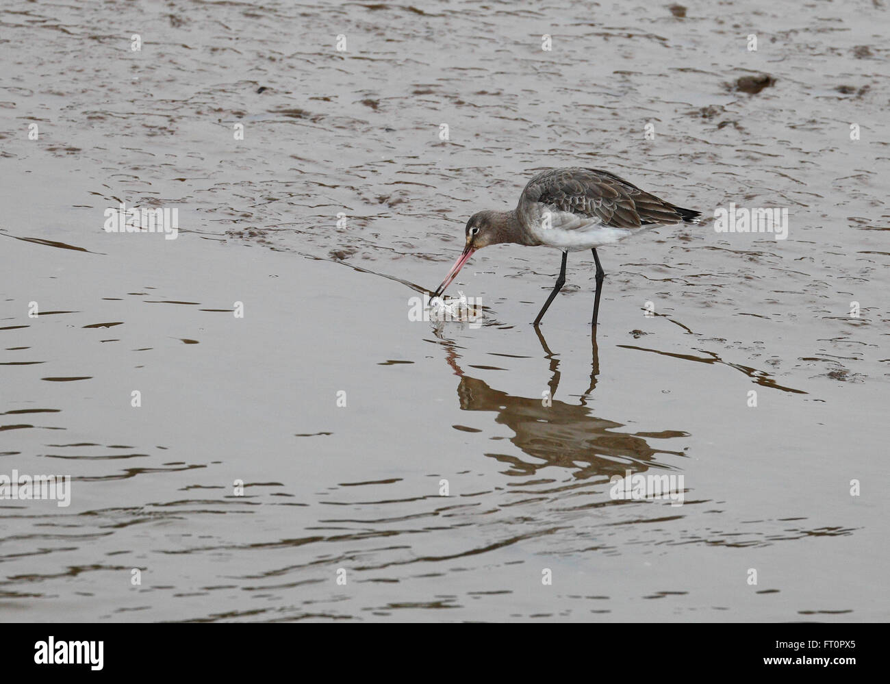 Barge à queue noire Limosa limosa dosage dans un ruisseau Muddy sur la côte de Norfolk. Banque D'Images