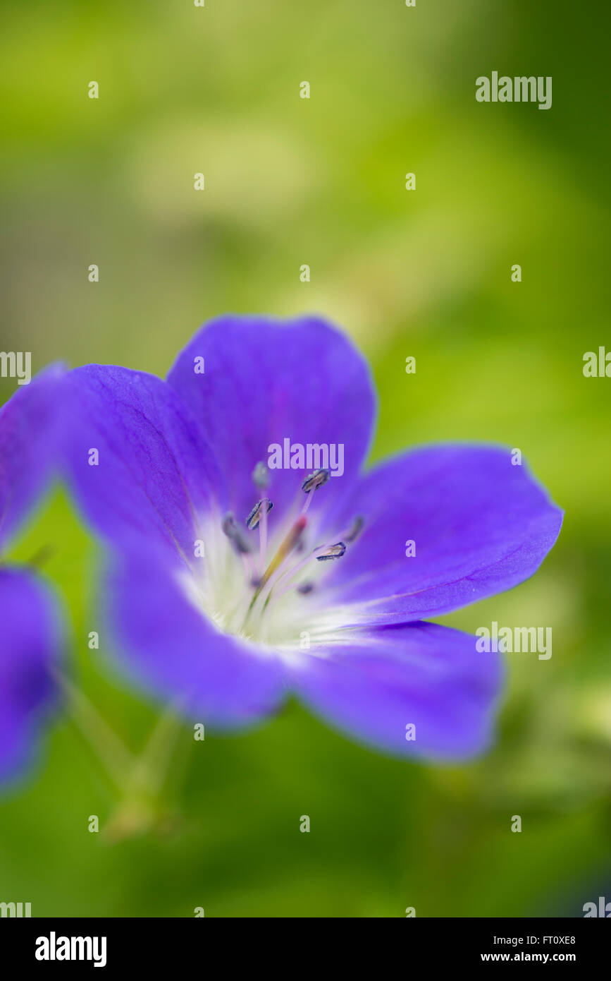 Geranium sylvaticum 'Mayflower'. Un beau géranium sanguin (geranium hardy) avec des fleurs bleu et blanc au début de l'été. Banque D'Images