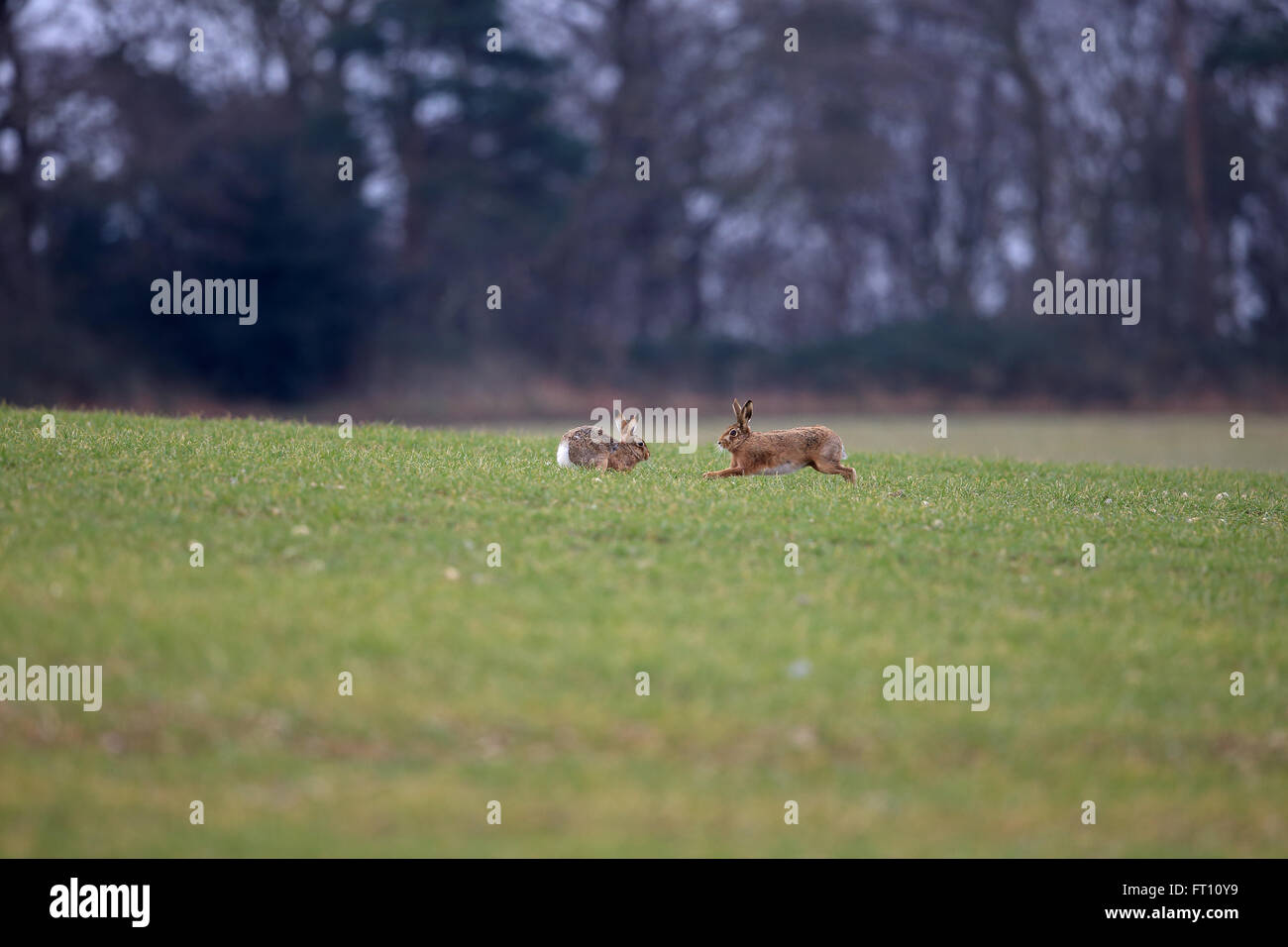 Lièvre brun (Lepus europaeus) Banque D'Images