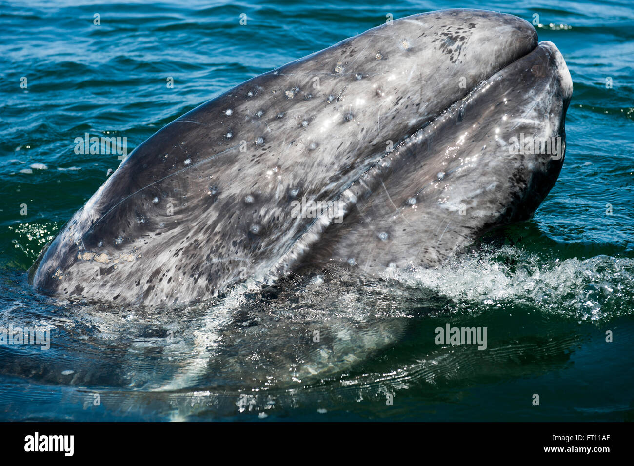Baleine grise Eschrichtius robustus, Loreto, Baja California Sur, Mexique Banque D'Images