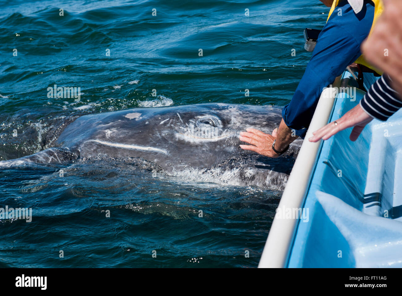 L'homme de toucher une baleine grise Eschrichtius robustus lors d'une excursion aux baleines, Loreto, Baja California Sur, Mexique Banque D'Images