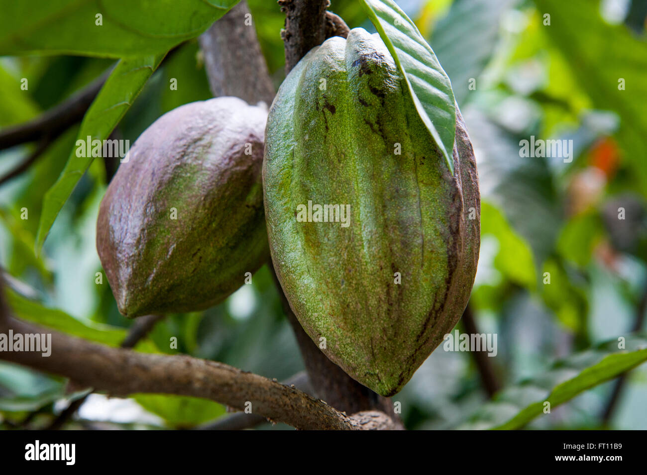 Les cabosses de cacao, Niigata, Sonsonate, El Salvador Banque D'Images