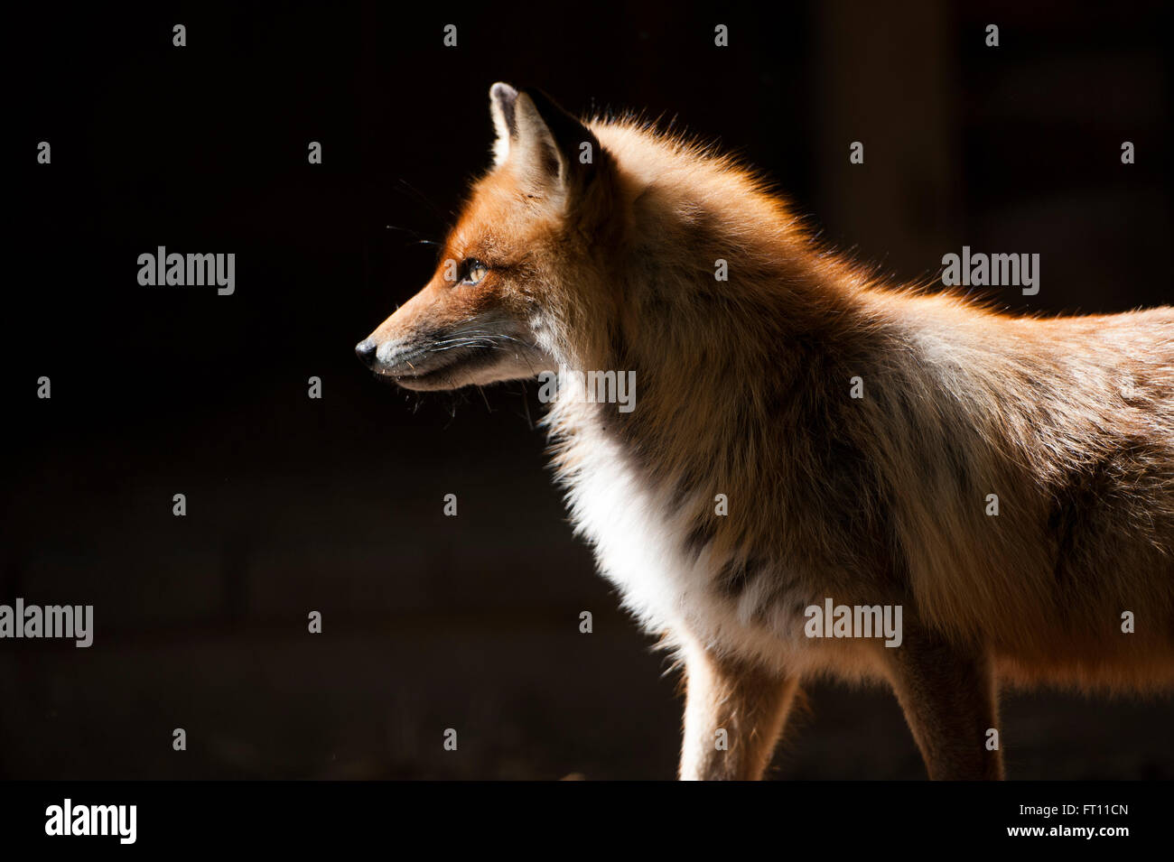 Fox dans animal park, musée en plein air Mandrogi Verkhniye, l'Oblast de Léningrad, en Russie Banque D'Images
