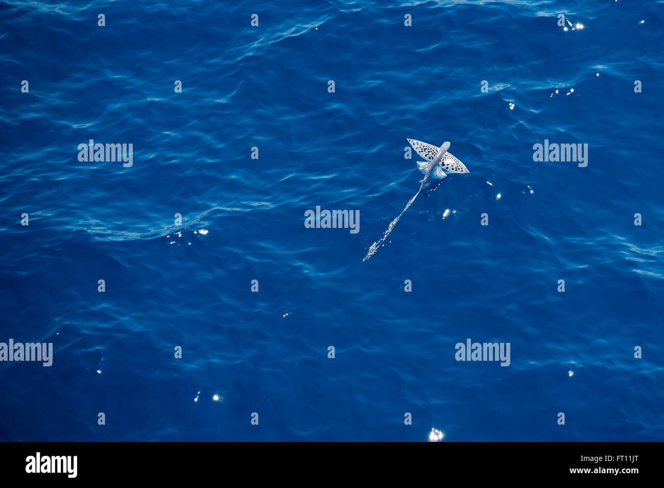 Un poisson volant à la surface de l'eau, les Seychelles Banque D'Images