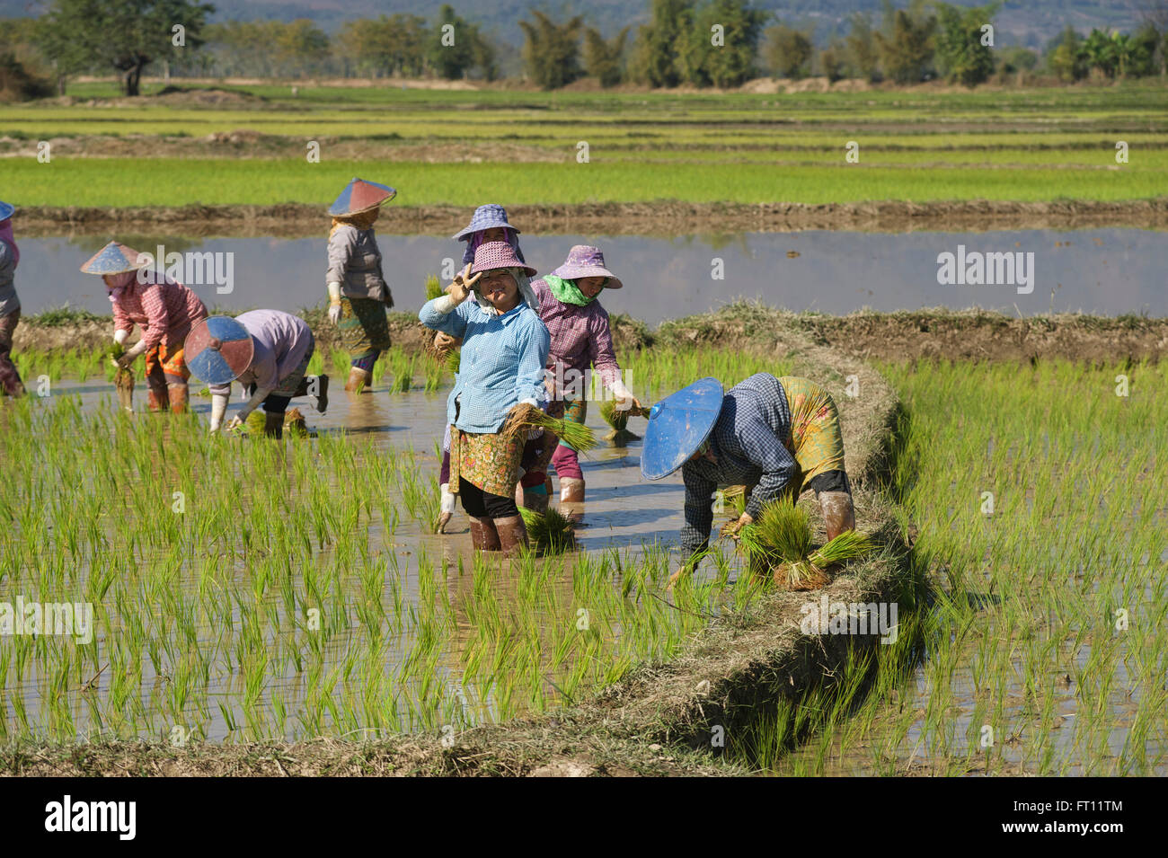 Les femmes travaillant dans les rizières près de Kyaing Tong, Kentung, Shan State, Myanmar, Birmanie Banque D'Images