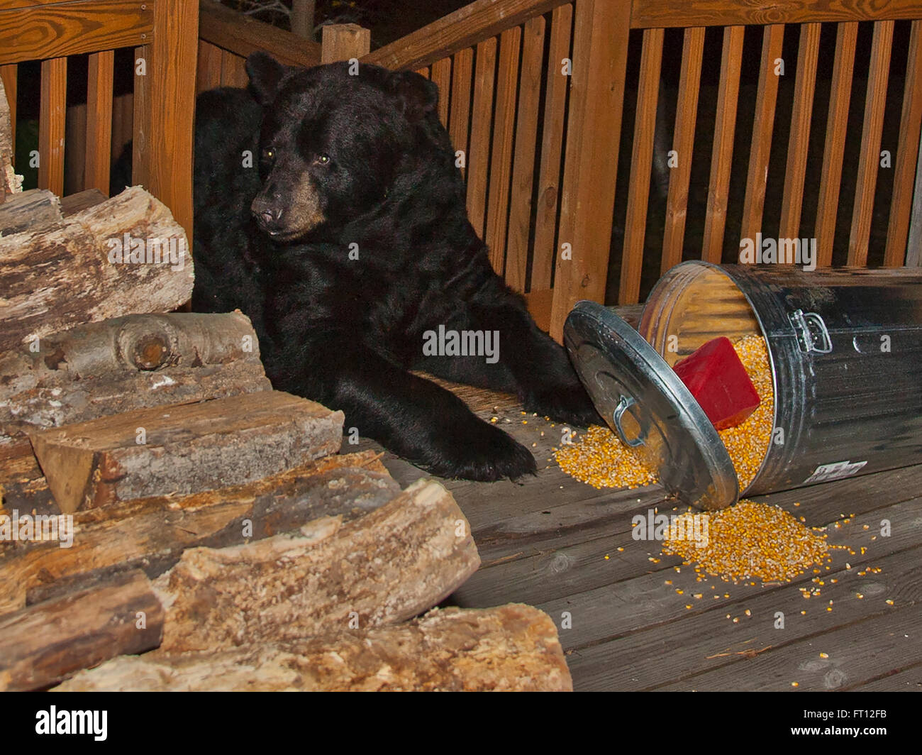 Grand Ours noir ayant midnight snack Banque D'Images