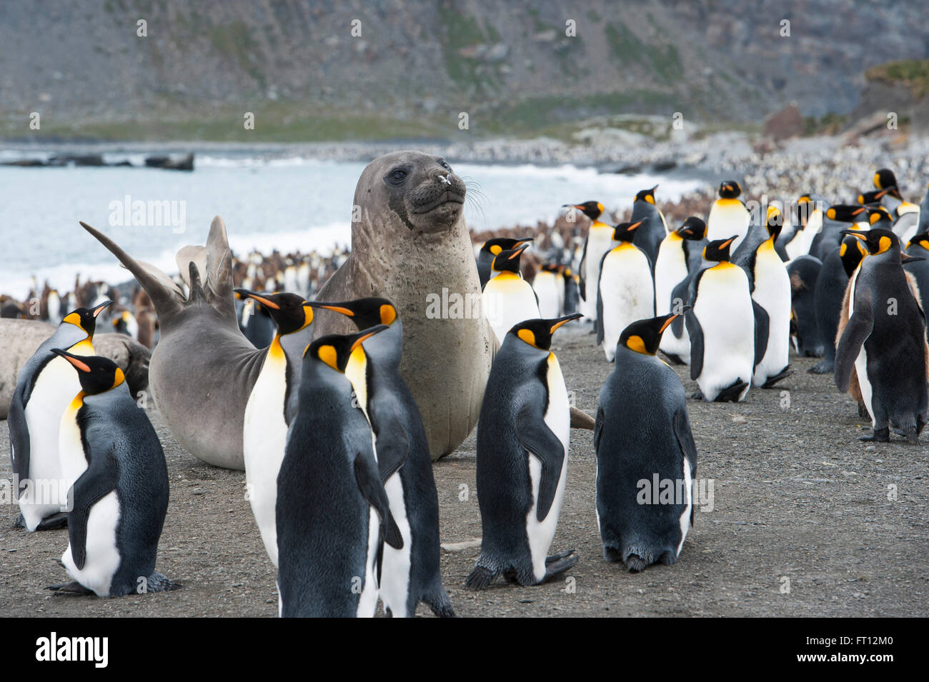 Un lion de mer au milieu d'un grand groupe de manchots empereurs Aptenodytes forsteri sur beach, Gold Harbour, South Georgia Island, Antarctica Banque D'Images