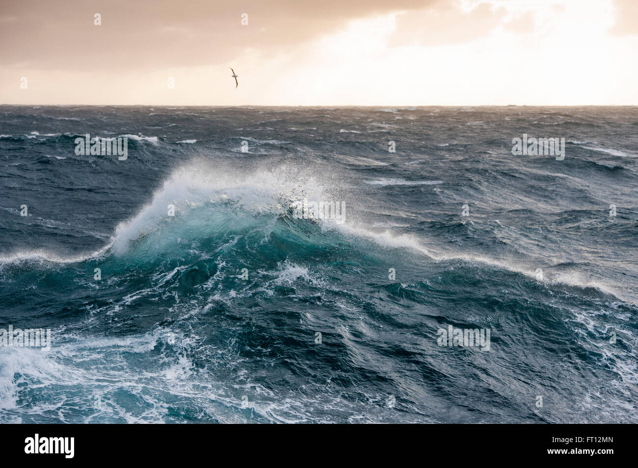 Un albatros planeur au-dessus de hautes vagues dans de très grosse mer dans l'océan du sud, près de Îles Malouines, territoire britannique d'outre-mer, de l'Amérique du Sud Banque D'Images