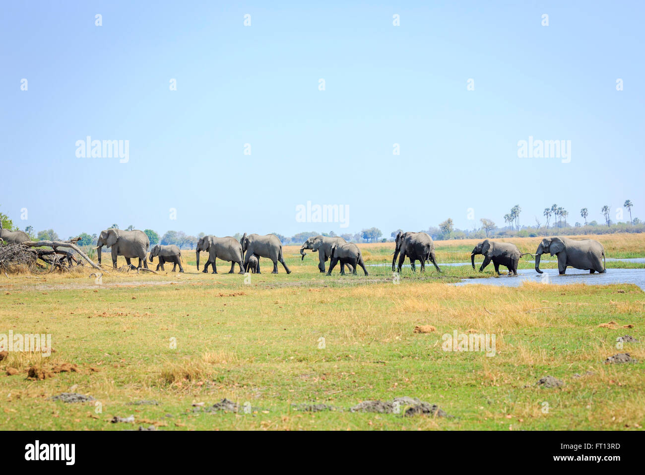 Kalahari safari : Famille (troupeau) de brousse africaine éléphants (Loxodonta africana) de retour de boire à la rivière, Sandibe Camp, Delta de l'Okavango Banque D'Images