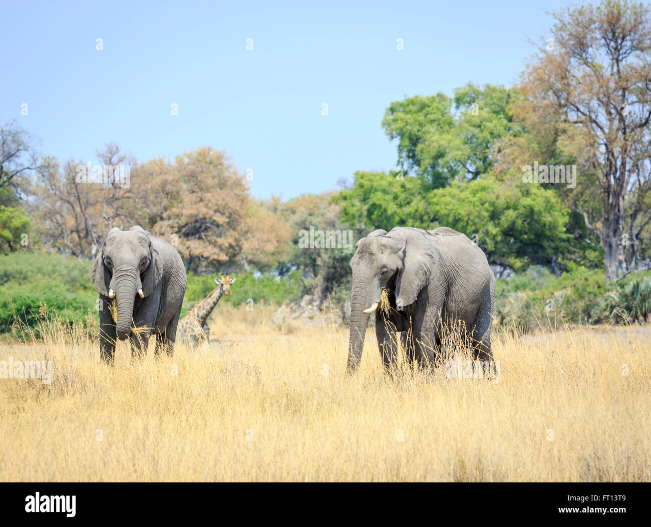 Deux bush africain éléphants (Loxodonta africana) mange de l'herbe, et la girafe, le paysage de prairie, Sandibe Camp, Moremi, Kalahari, Botswana Banque D'Images