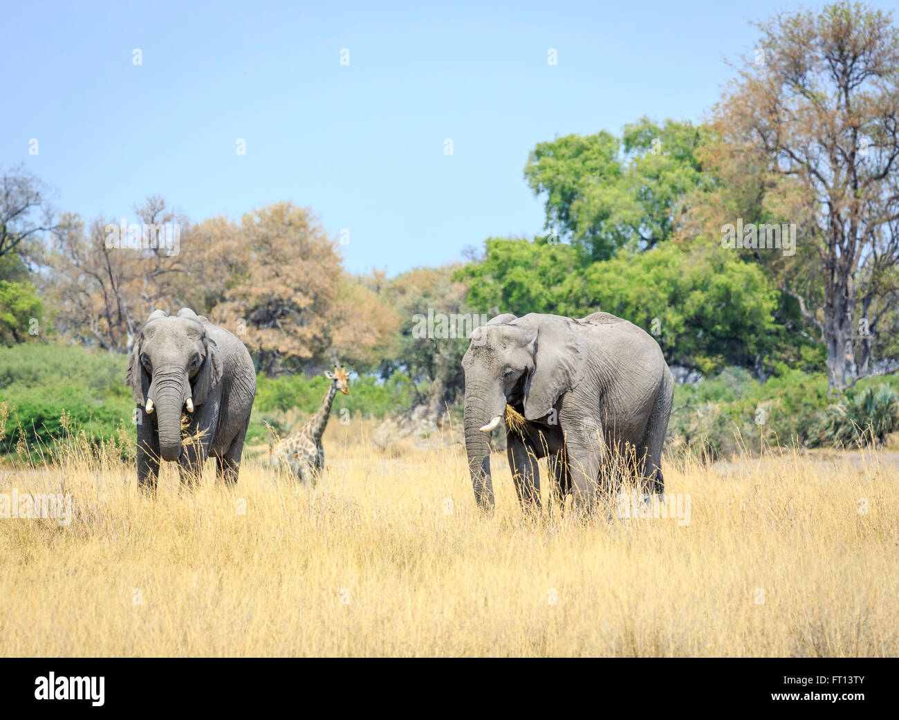 Deux bush africain éléphants (Loxodonta africana) dans les prairies de savane mange de l'herbe, la girafe derrière, Sandibe Camp, Moremi, Kalahari Banque D'Images