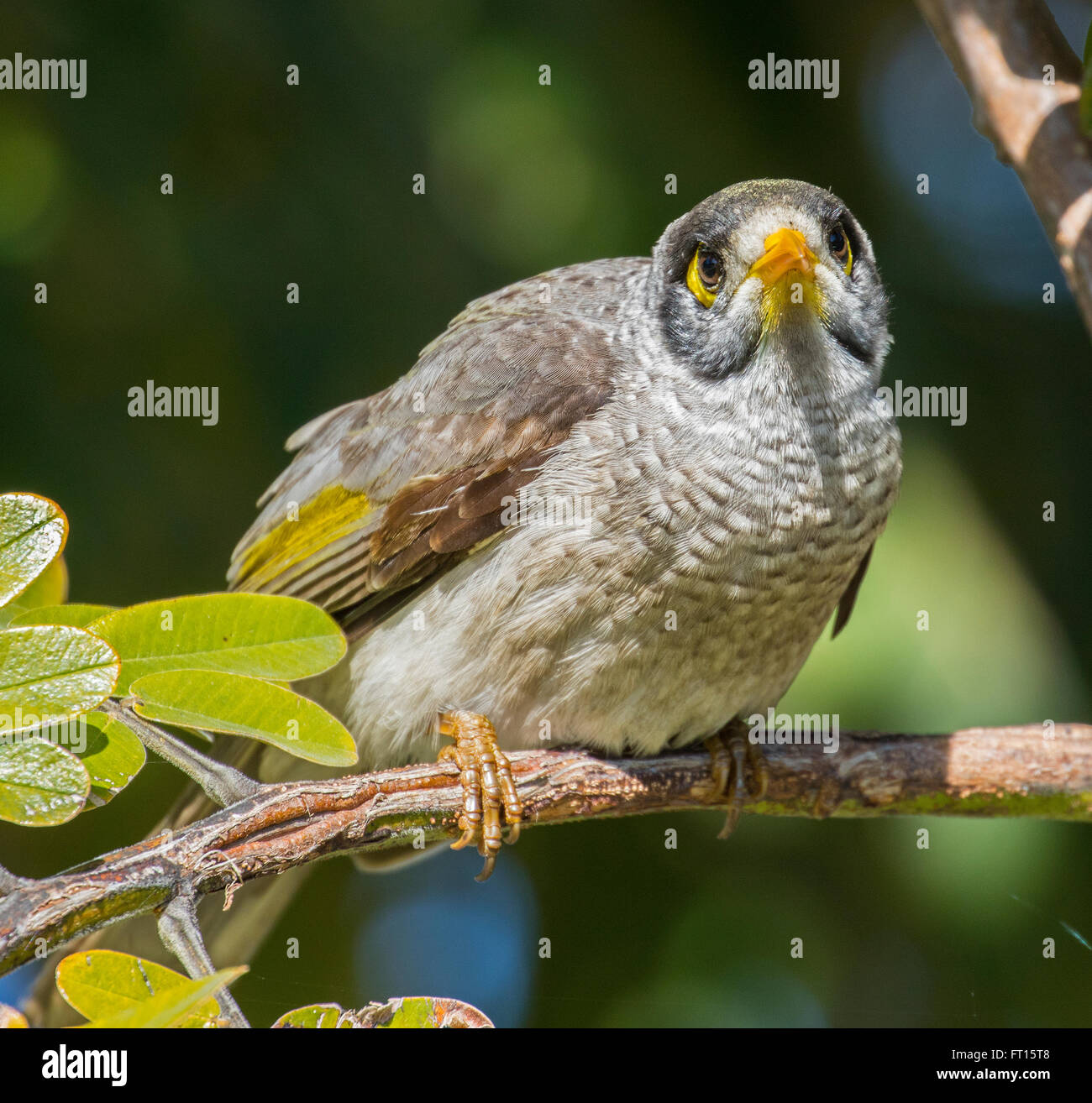 Noisy Miner Banque D'Images