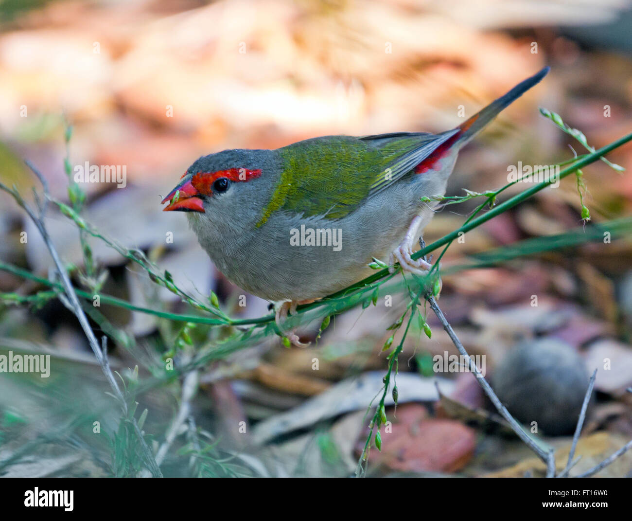 Sourcils rouges Finch Banque D'Images