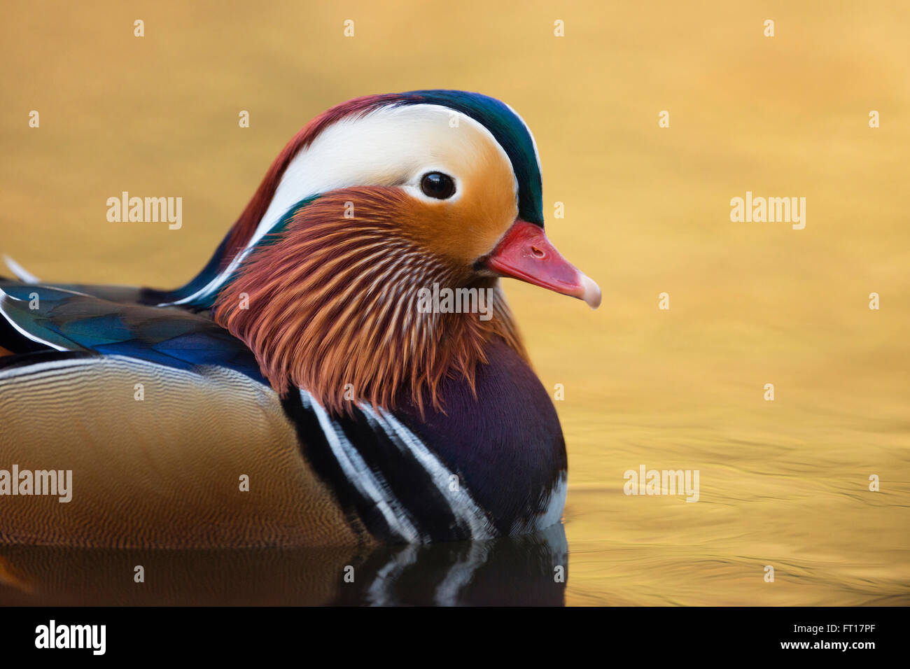 Canard mandarin ( Aix galericulata ), drake coloré en robe d'élevage, gros plan, photo de tête, eau de couleur dorée, faune, Europe. Banque D'Images