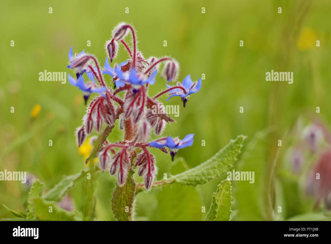 La bourrache épines macro et des fleurs au printemps Banque D'Images