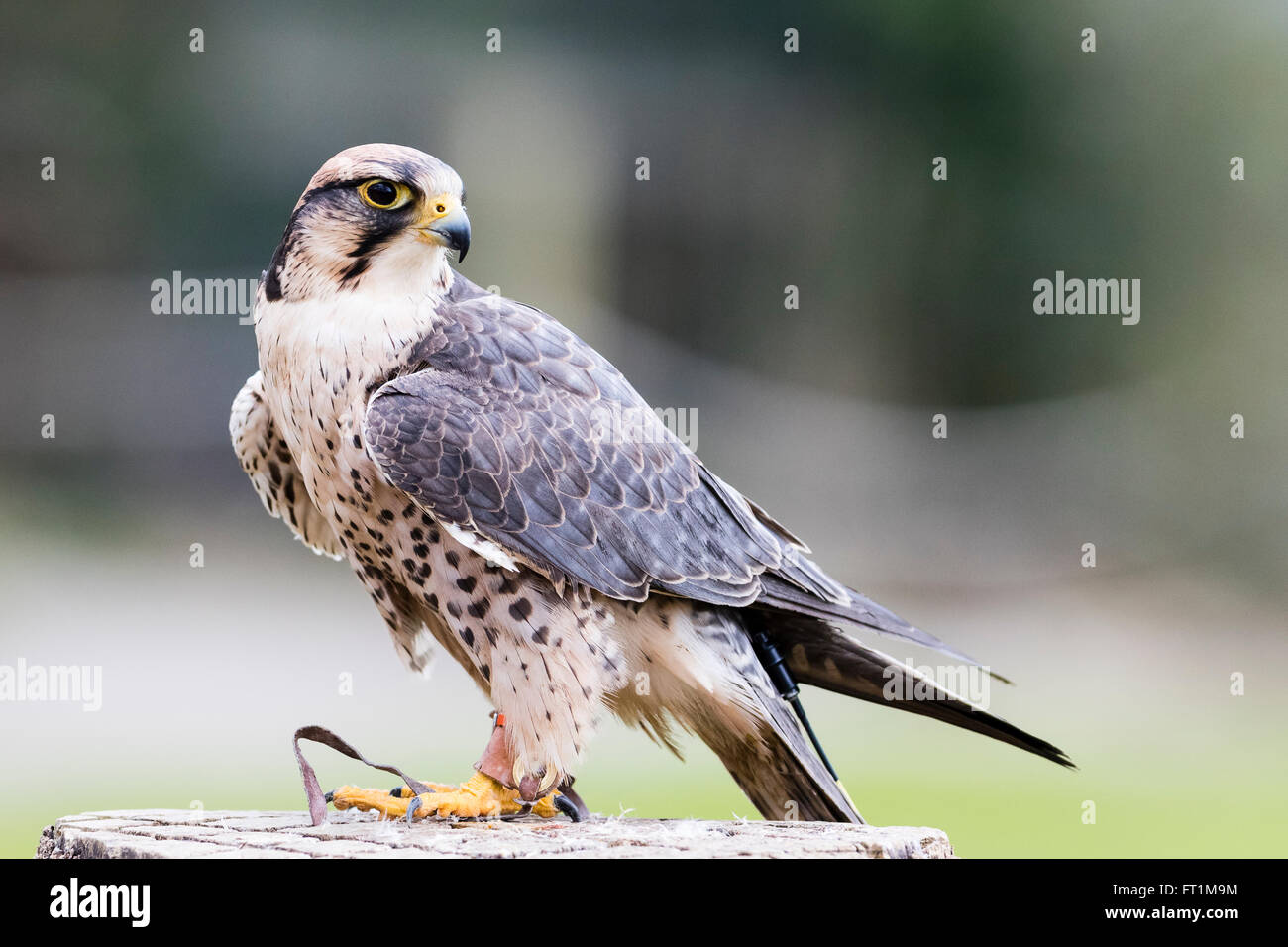 Un Faucon Lanier (Falco biarmicus) à Batsford Falconry Centre Gloucestershire Banque D'Images