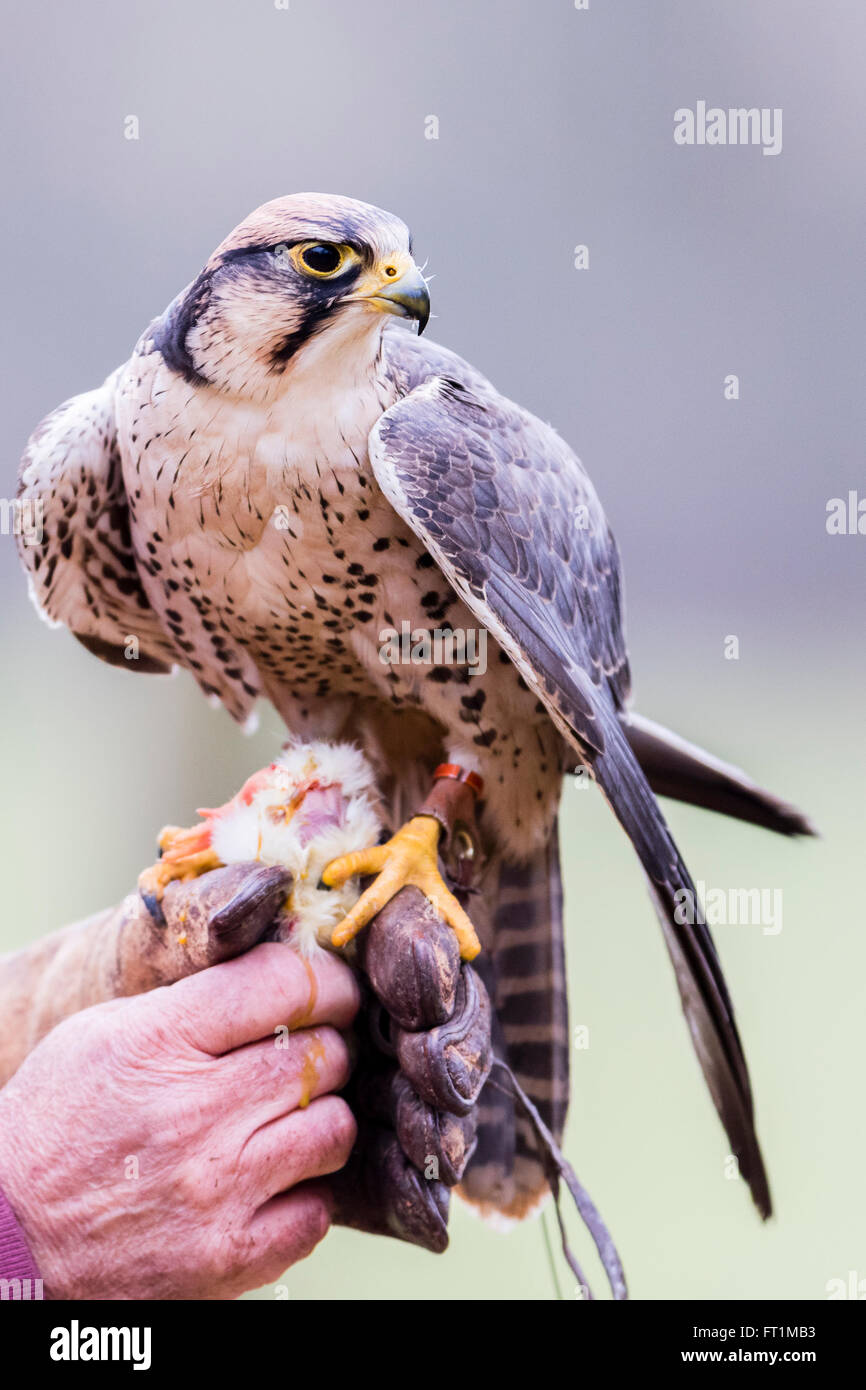 Un Faucon Lanier (Falco biarmicus) à Batsford Falconry Centre Gloucestershire Banque D'Images
