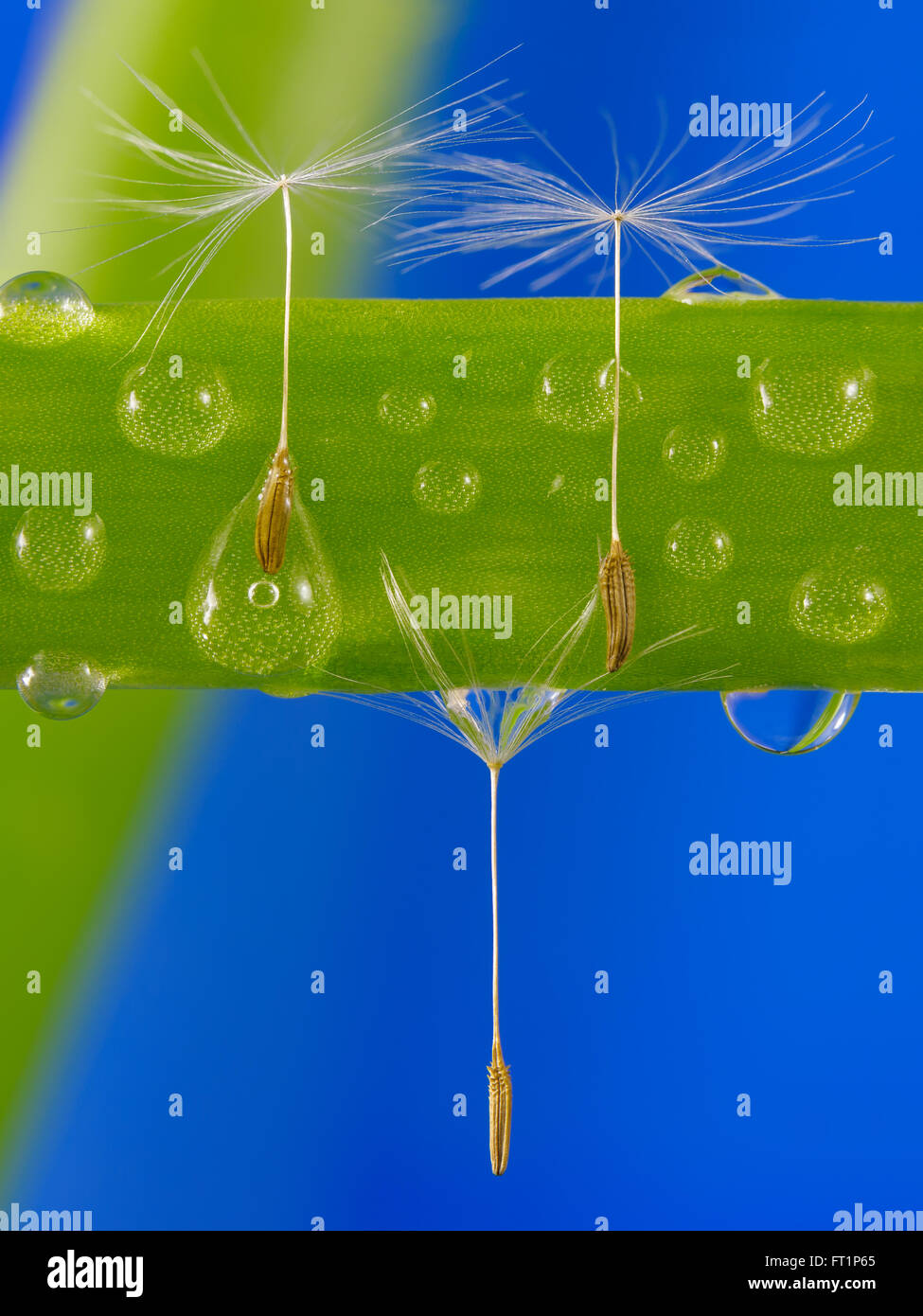 Graines de pissenlit pris dans les gouttelettes d'eau sur l'herbe verte. Banque D'Images