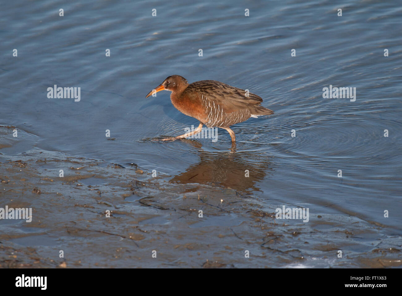 Ridgway's rail filtre la l'eau à Bolsa Chica wetlands Banque D'Images