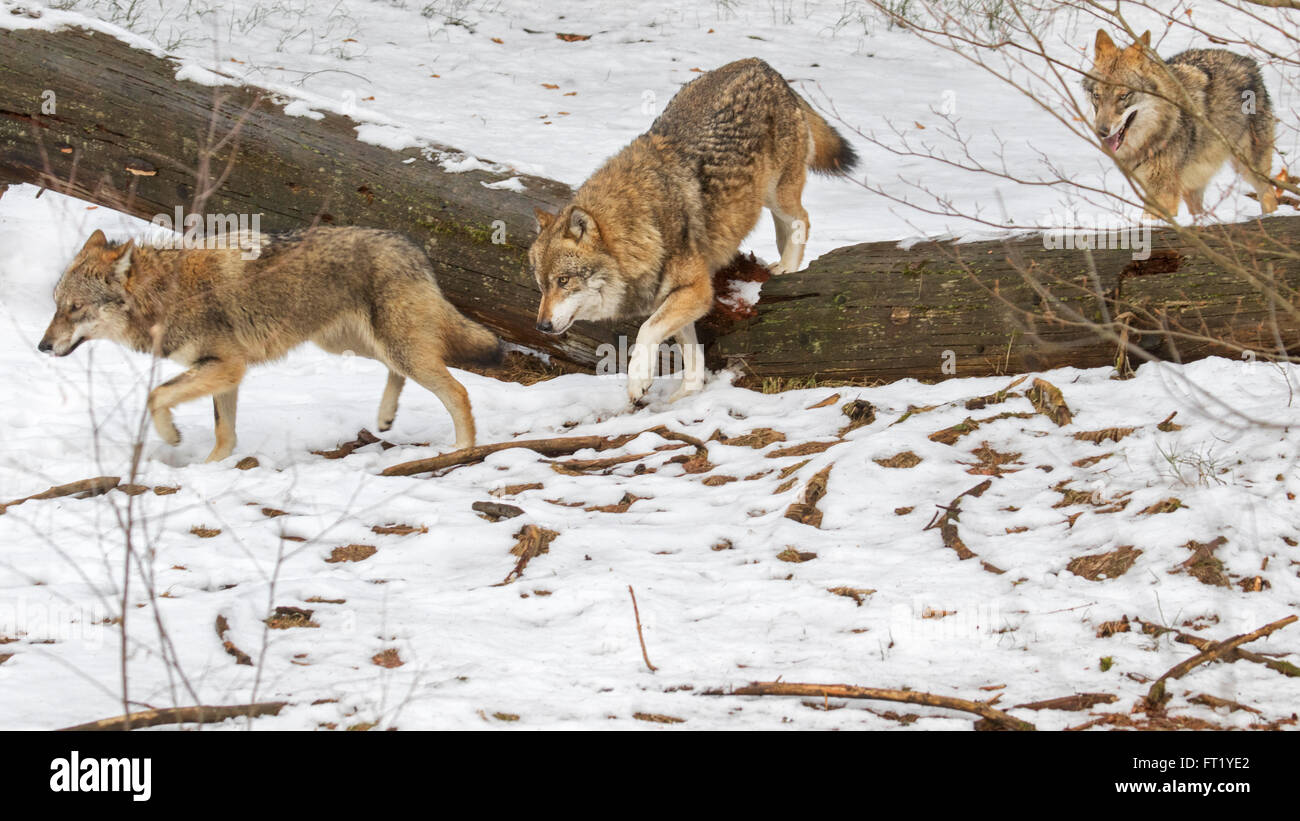 Le loup gris / grey wolf (Canis lupus) pack sur la chasse au phoque s'exécutant sur tronc d'arbre tombé dans la neige en hiver Banque D'Images